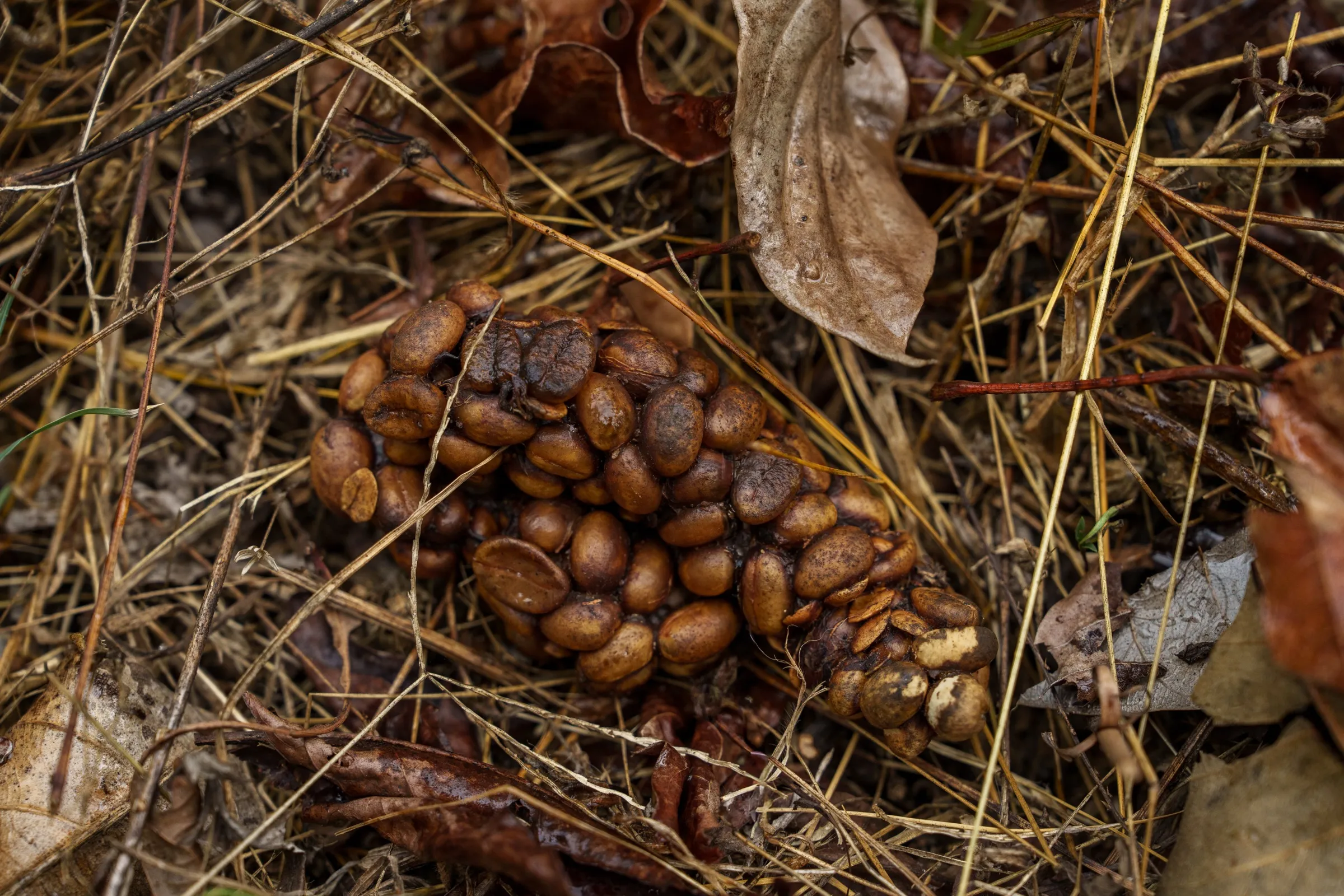 Coffee cherries resting on the forest floor after picking