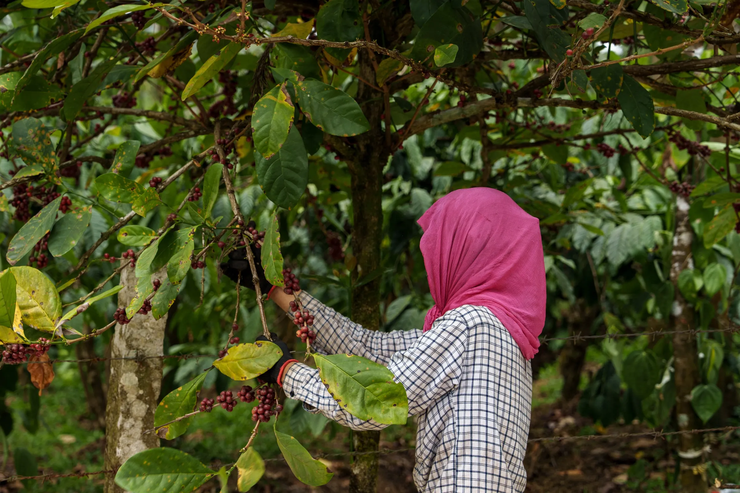 Selective handpicking of coffee cherries at Dimbada Estate