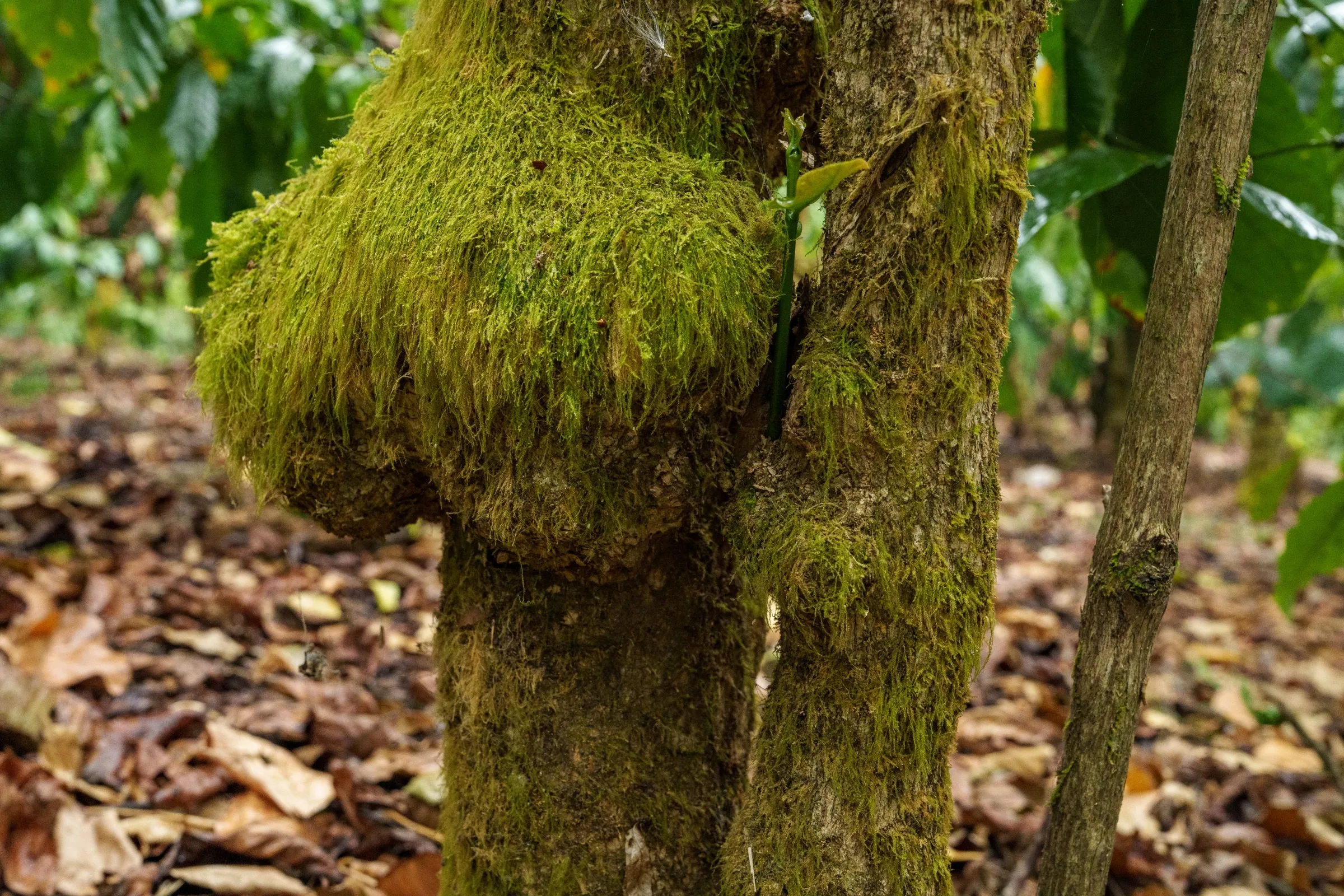 A moss-covered shade tree trunk standing over the coffee