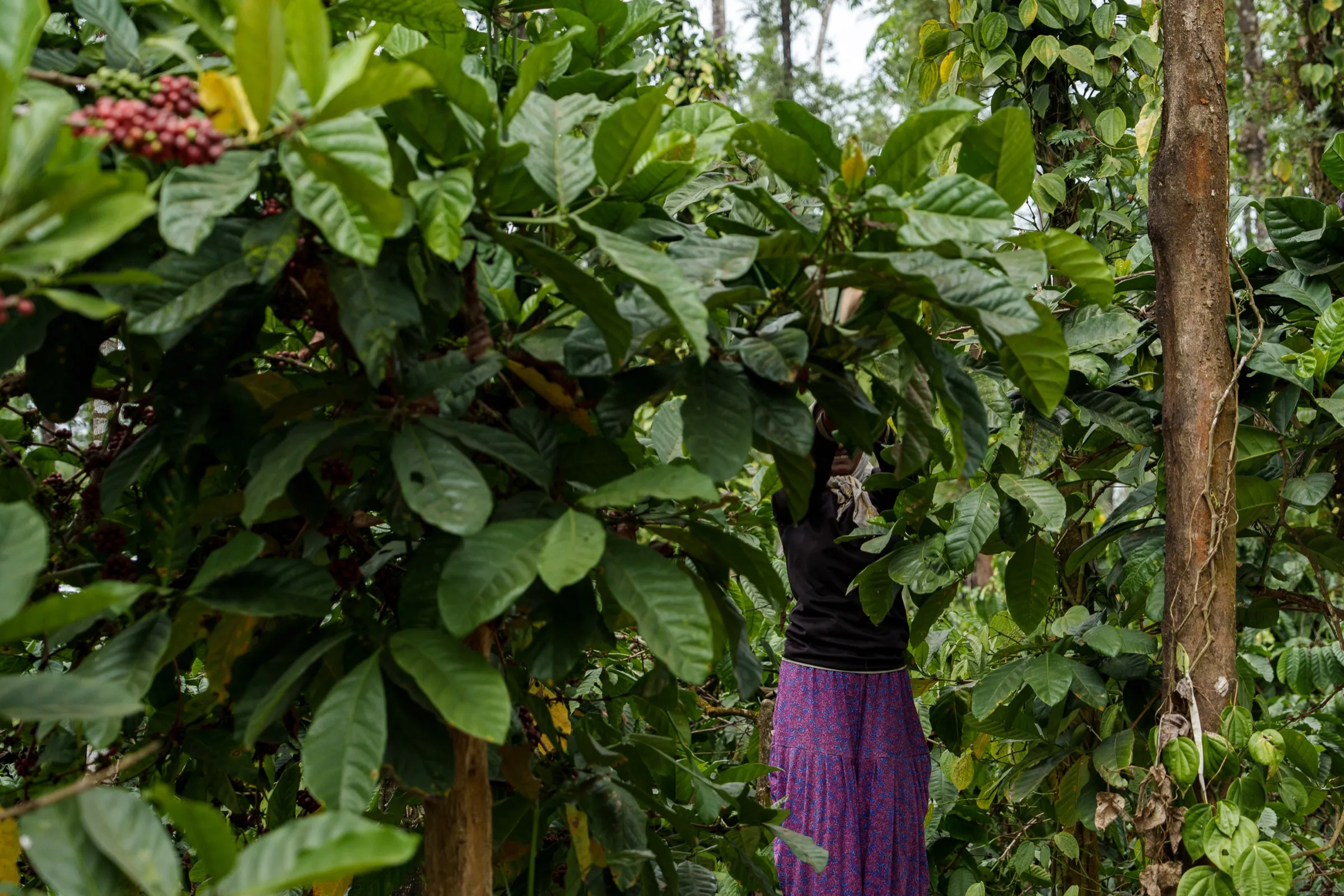 A picker working beneath the shade canopy at Dimbada Estate