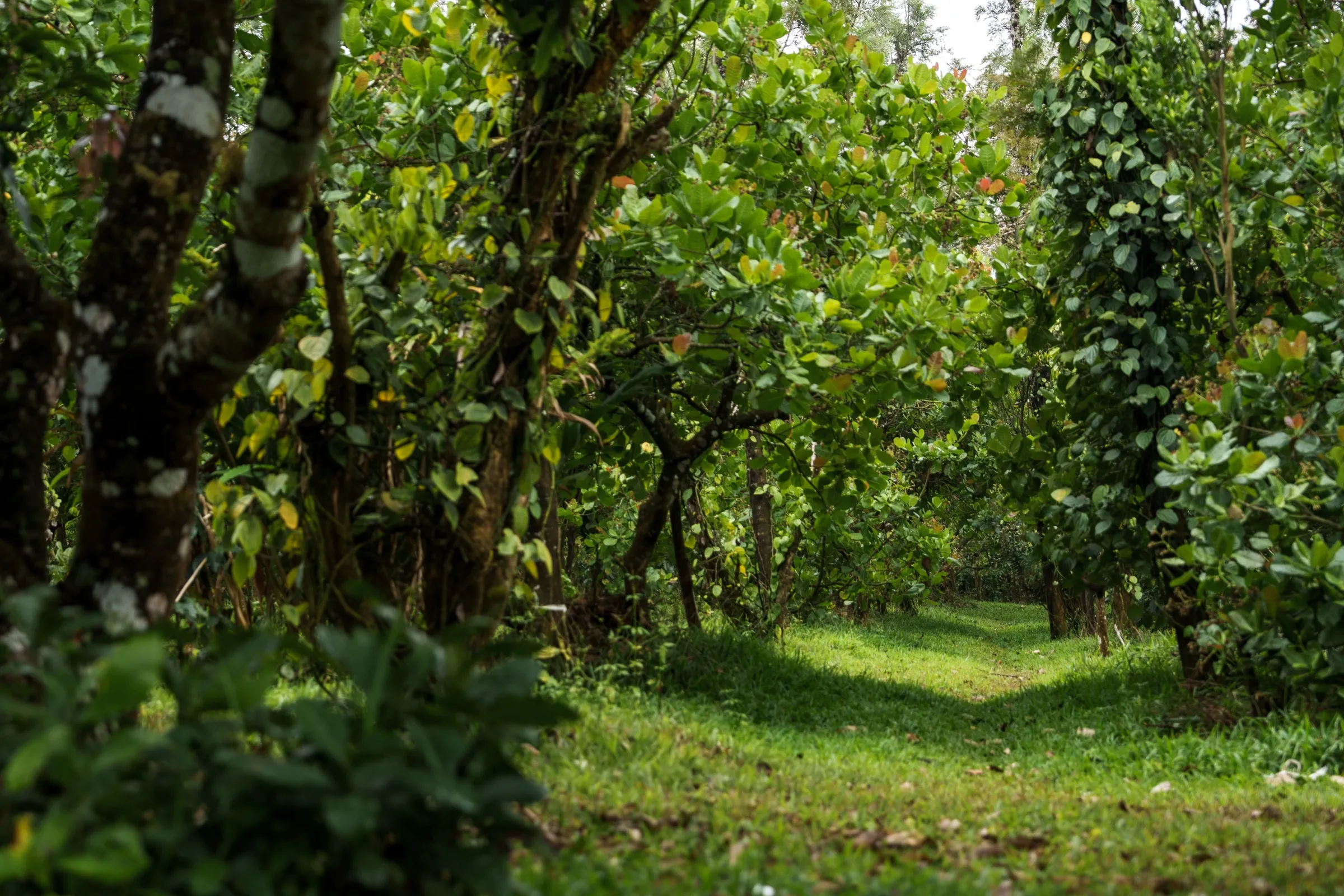 Coffee growing beneath a preserved shade canopy at Dimbada Estate