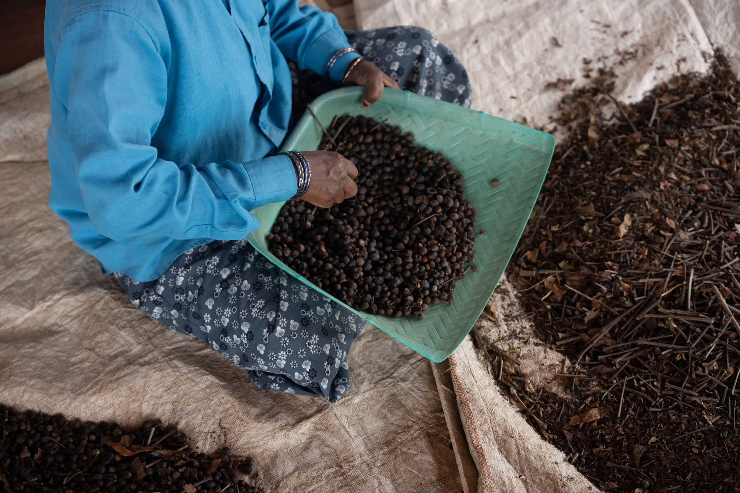 Hands sorting fermented coffee on a winnowing tray at Dimbada Estate